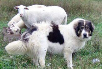 All About Karakachan Livestock Guardian Dogs